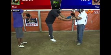 Sadiss !!! Sabung Ayam Bangkok Lawan Langsung Mati di Tempat