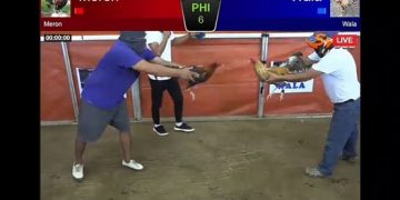 Vidio Pertandingan Ayam Bangkok Jali Turun di Arena SV388