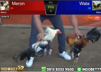 Video Seru Ayam Birma Melawan Ayam Bangkok di Arena SV388