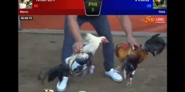 Video Seru Ayam Birma Melawan Ayam Bangkok di Arena SV388