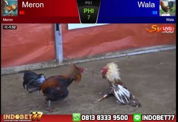 Pertandingan Sengit Ayam Bangkok Aduan Di Arena SV388
