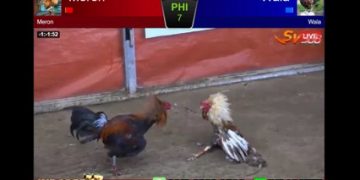 Pertandingan Sengit Ayam Bangkok Aduan Di Arena SV388