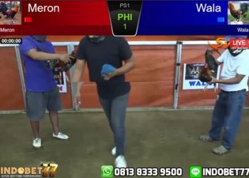 Video Siaran Langsung Sabung Ayam Online SV388