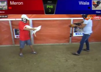 Ayam Bangkok Brajamusti Selalu Menjadi Juara di Arena Sabung Ayam Online