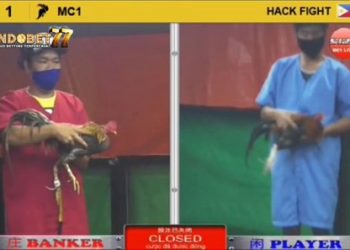 Ayam Bangkok Rubuh Dihajar Sama Sibulu Kuning di Arena S128