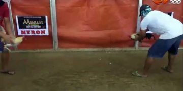 Dahsyatnya Tendangan Ayam Ini Hingga Ayam Birma Tersungkur K.O