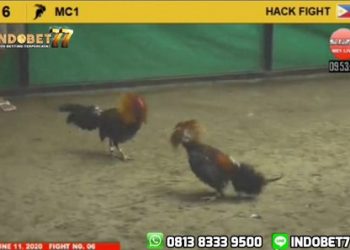 Pertandingan Sabung Ayam Filipina Yang Cepat dan Mematikan