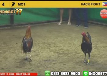 Pukulan Ayam Peruvian Ini Langsung Bikin Ayam Bangkok Terjatuh