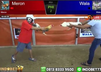 Pukulan Keras Ayam Wiring Kuning Bikin Lawan Tumbang