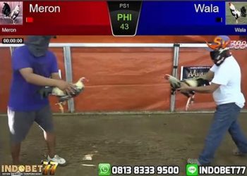 Serunya Rekaman Video Pertandingan Sabung Ayam Birma Asli