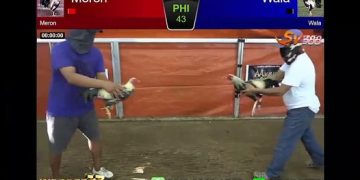 Serunya Rekaman Video Pertandingan Sabung Ayam Birma Asli