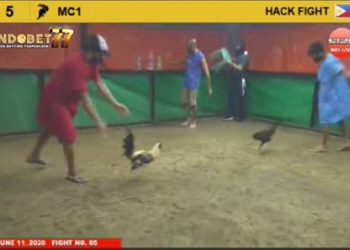 Video Ayam Bangkok Pukul Syaraf Lawan Langsung Tersungkur Kejang-Kejang