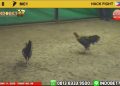 Video Menegangkan Ayam Peruvian Asli Melawan Ayam Filipina