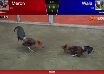 Vidio Ayam Bangkok Dengan Teknik Bertarung Yang Unik