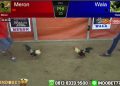Ayam Birma vs Ayam Jengger Wilah di Arena Sabung Ayam Online Sv388