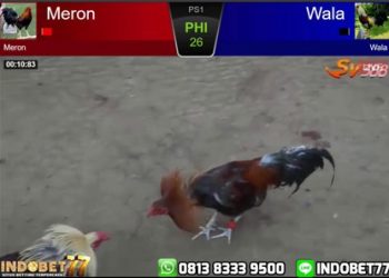 Inilah Pukulan Ayam Birma Yang Paling di Takuti